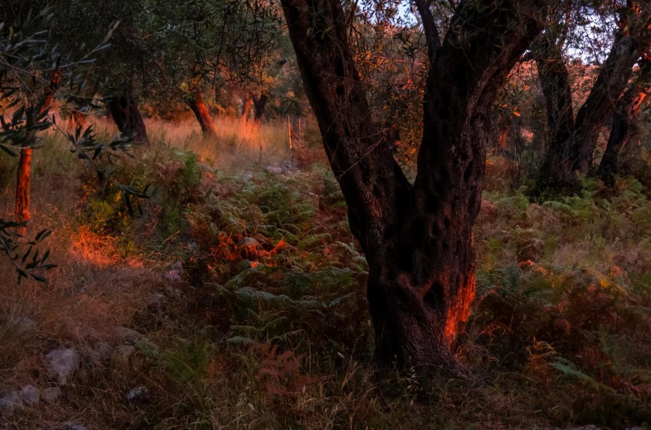 הימארה Filoxenia - The Place Of Experience מראה חיצוני תמונה